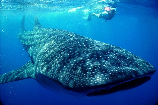 Whale Shark in Cancun - Key Points