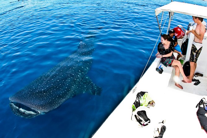 Whale Shark in Cancun - Participant Requirements