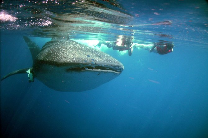 Whale Shark in Cancun - Safety Considerations