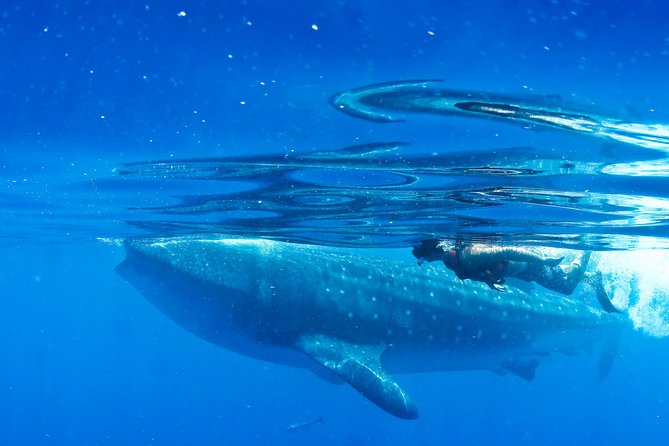 Whale Shark in Cancun - Tour Schedule and Availability
