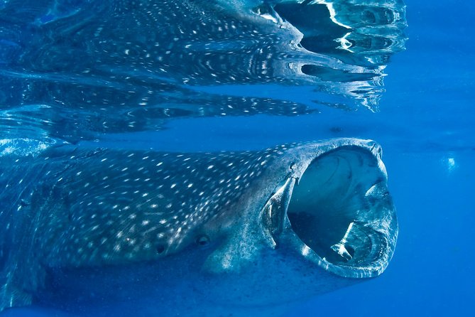 Whale Shark in Cancun - Frequently Asked Questions