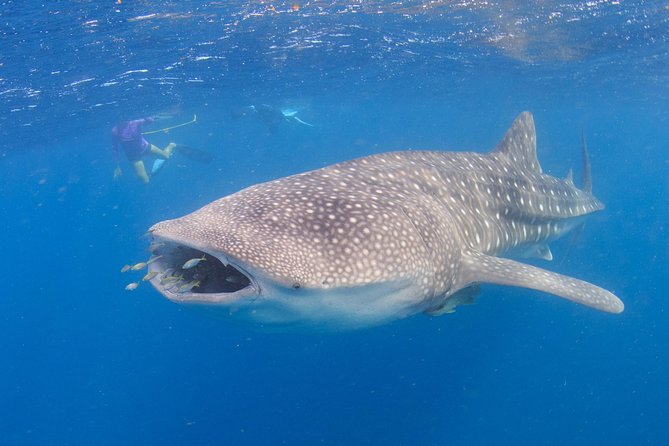 Whale Shark Safari - Snorkeling on the Reef