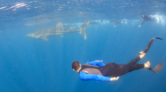 Whale Shark Safari - Spotting Whale Sharks