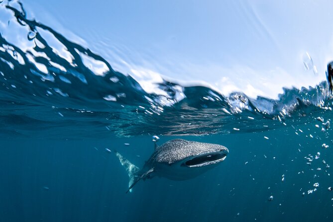 Whale Shark Safari - Whale Shark Viewing Experience