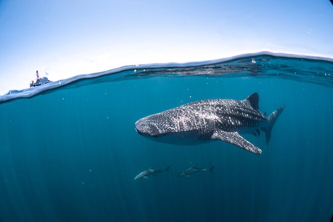 Whale Shark Safari - Additional Information