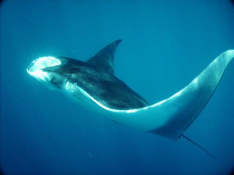 Whale Shark Safari Snorkeling Tour - Tour Overview