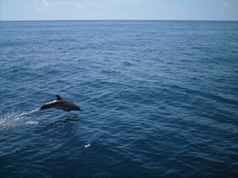 Whale Shark Safari Snorkeling Tour - Pricing and Policies