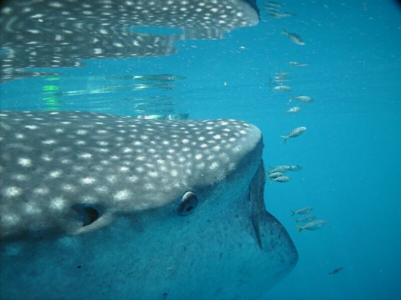Whale Shark Safari Snorkeling Tour - Highlights of the Experience