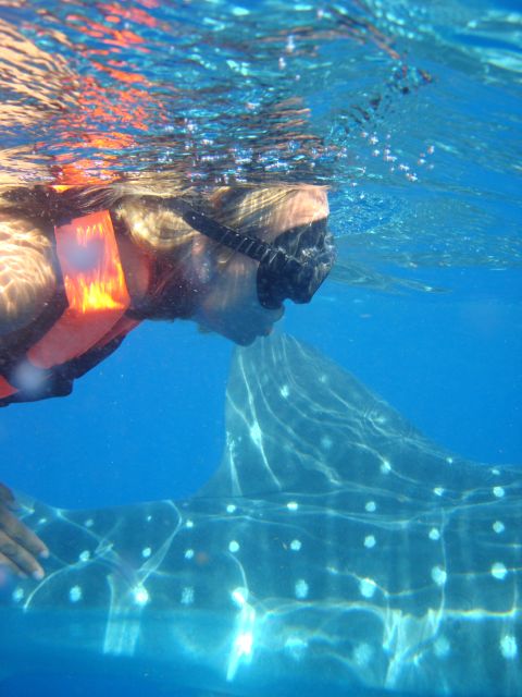 Whale Shark Safari Snorkeling Tour - Frequently Asked Questions