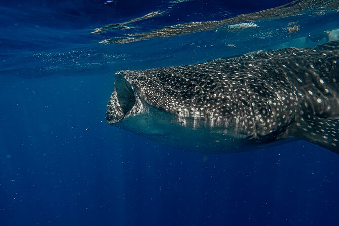 Whale Shark Snorkeling Adventure With Lunch - Whale Shark Encounter