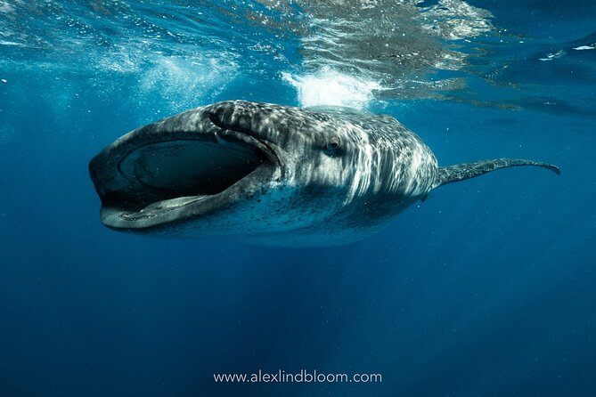Whale Shark Snorkeling Adventure With Lunch - Daily Tour Schedule