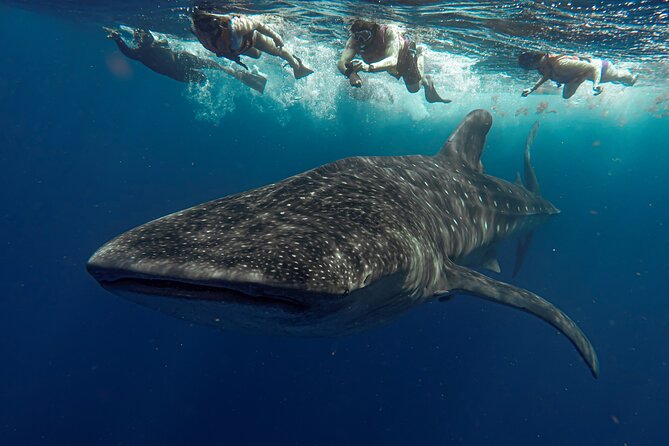 Whale Shark Snorkeling Adventure With Lunch - Participant Suitability