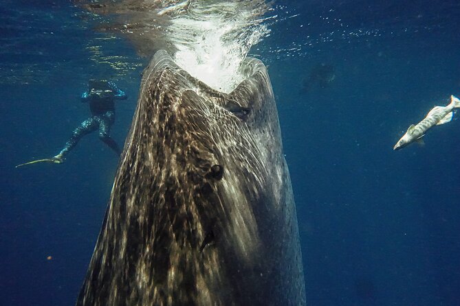 Whale Shark Snorkeling Adventure With Lunch - Location and Transportation