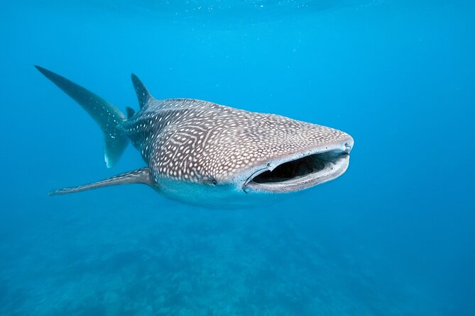 Whale Shark Snorkeling Experience From Cancun and Riviera Maya - Transportation Arrangements