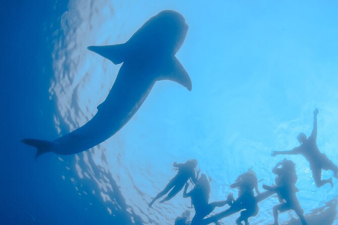 Whale Shark Snorkeling Experience From Cancun and Riviera Maya - Safety Considerations