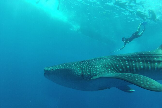Whale Shark Snorkeling Experience From Cancun and Riviera Maya - Age and Fitness Requirements