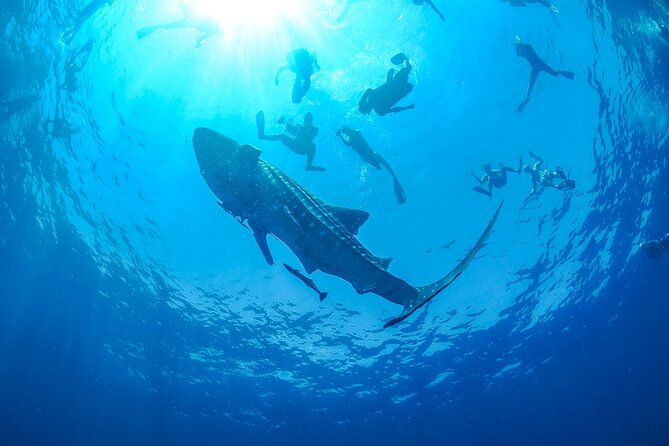 Whale Shark Snorkeling Experience From Cancun and Riviera Maya - Cancellation Policy