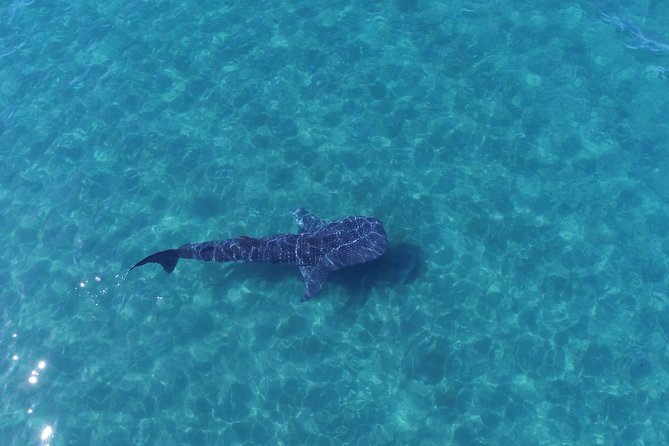 Whale Shark Snorkeling Tour in a Reduced Group With Local Marine Biologist - Inclusions and Exclusions
