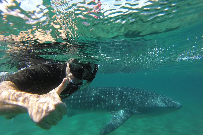 Whale Shark Snorkeling Tour in a Reduced Group With Local Marine Biologist - Snorkeling Equipment Provided