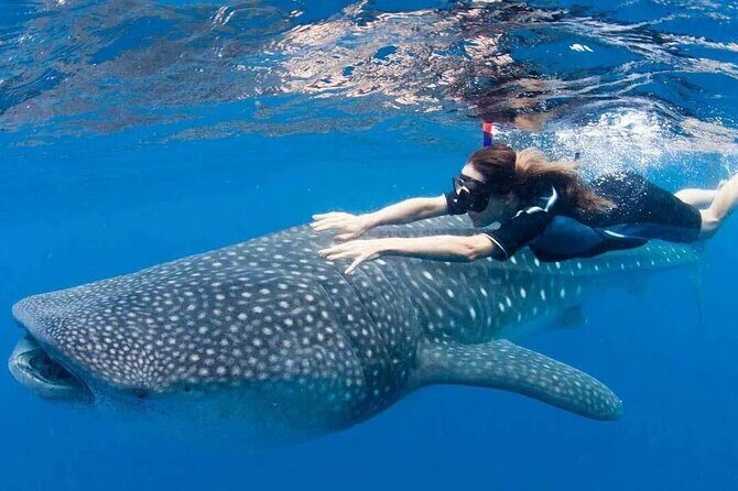 Whale Shark Snorkeling Tour in La Paz - Key Points