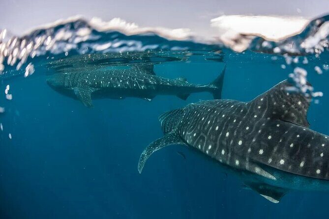 Whale Shark Snorkeling Tour in La Paz - Why This Tour Offers Great Value