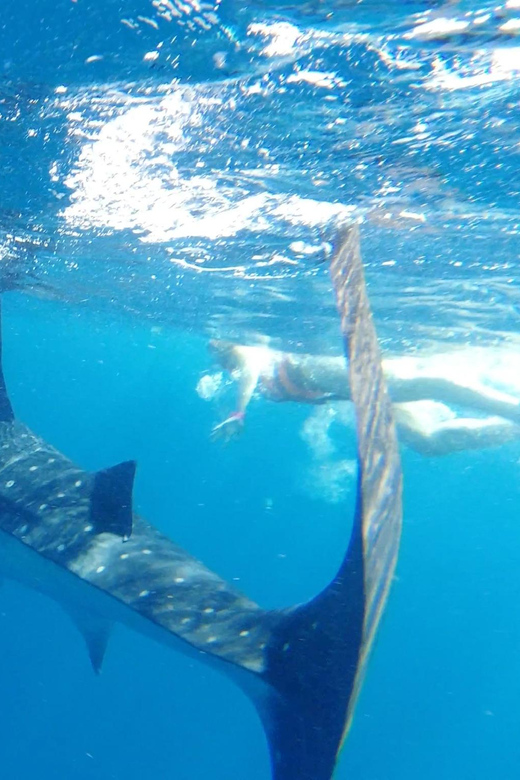 Whale Shark Snorkeling Tour - Key Points