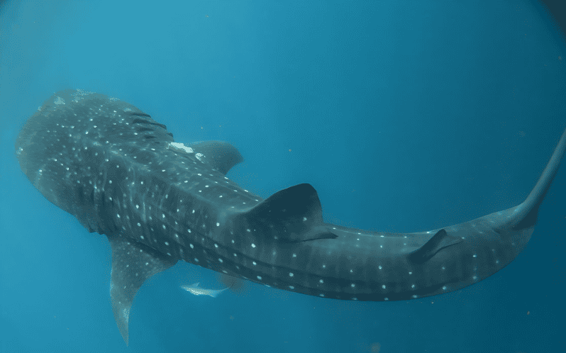 Whale Shark Snorkeling Tour - Itinerary and Experience