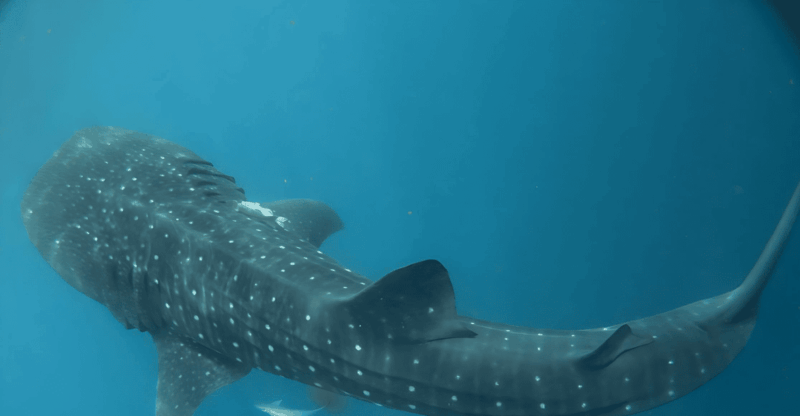 Whale Shark Snorkeling Tour - Inclusions