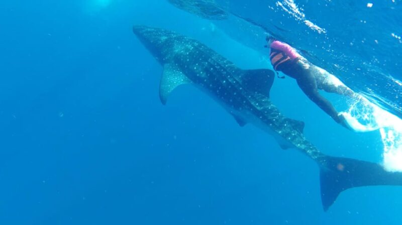 Whale Shark Snorkeling Tour - Important Information
