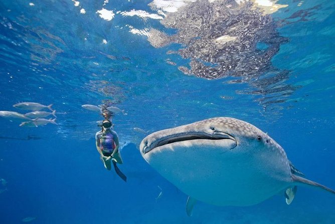 Whale Shark Snorkeling W/ Tumalog Falls & Canyoneering in Kawasan - Canyoneering Adventure