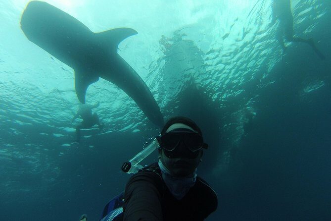 Whale Shark Swim Adventure in La Paz - An Honest Look at the Whale Shark Swim Adventure