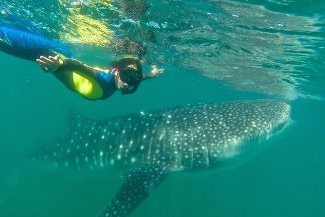 Whale Shark Swim Adventure in La Paz - Authentic Experiences: What Travelers Are Saying