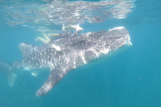 Whale Shark Swim Adventure in La Paz - Practical Tips for Future Swimmers