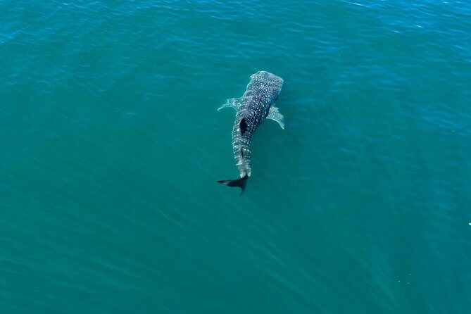 Whale Shark Swim Adventure in La Paz - The Sum Up: Who Is This Tour Perfect For?