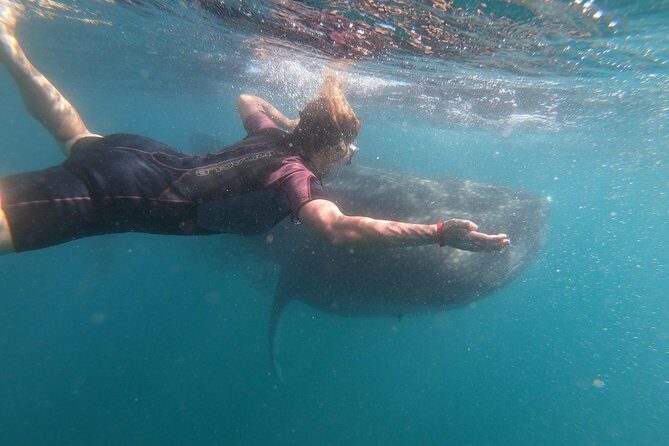 Whale Shark Swim Adventure in La Paz - Frequently Asked Questions