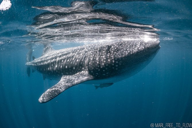 Whale Shark Swimming Adventure From Cancun & Riviera Maya - Seasonal June/Sept - Pickup and Schedule