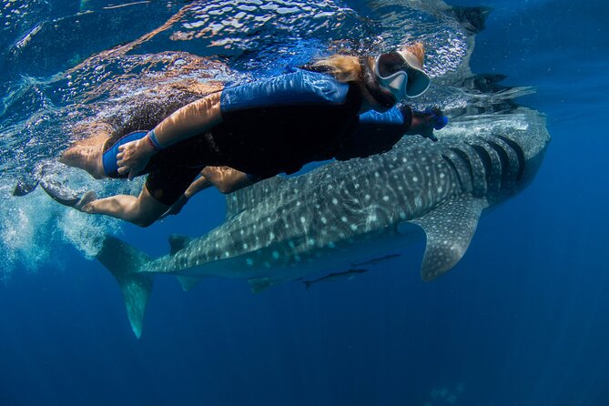 Whale Shark Swimming Adventure From Cancun & Riviera Maya - Seasonal June/Sept - Experience and Safety Protocols