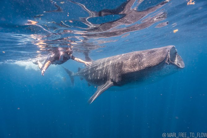 Whale Shark Swimming Adventure From Cancun & Riviera Maya - Seasonal June/Sept - Additional Information