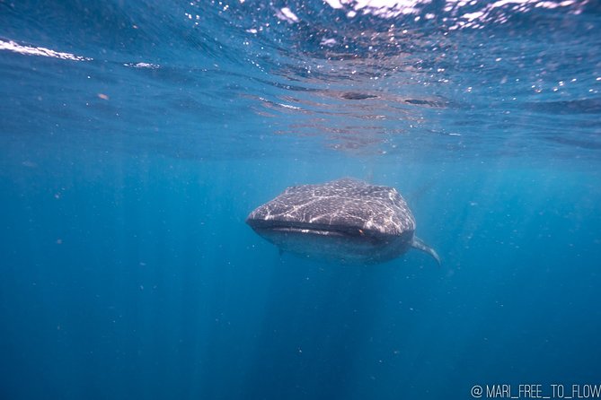 Whale Shark Swimming Adventure From Cancun & Riviera Maya - Seasonal June/Sept - Booking and Pricing