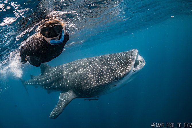 Whale Shark Swimming Adventure From Cancun & Riviera Maya - Seasonal June/Sept - Frequently Asked Questions