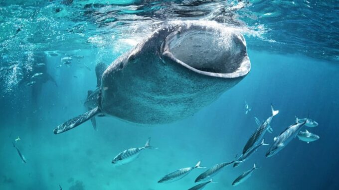 Whale Shark Swimming Adventure With Transport From CANCUN - Important Considerations
