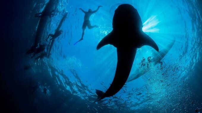 Whale Shark Swimming Adventure With Transport From CANCUN - Availability and Booking