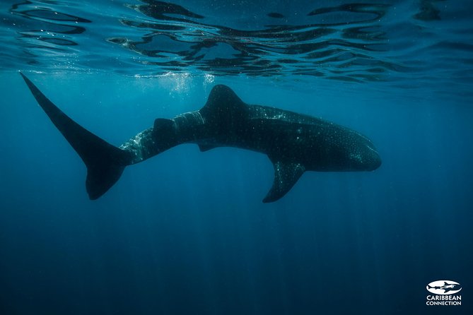 Whale Shark Swimming and Isla Mujeres Beach Tour - Inclusions