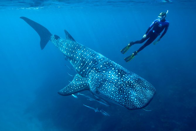 Whale Shark Swimming and Isla Mujeres Beach Tour - Meeting and Pickup