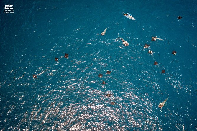 Whale Shark Swimming and Isla Mujeres Beach Tour - Playa Norte Beach
