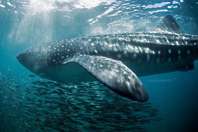 Whale Shark Swimming and Isla Mujeres Beach Tour - Eco-Friendly Practices