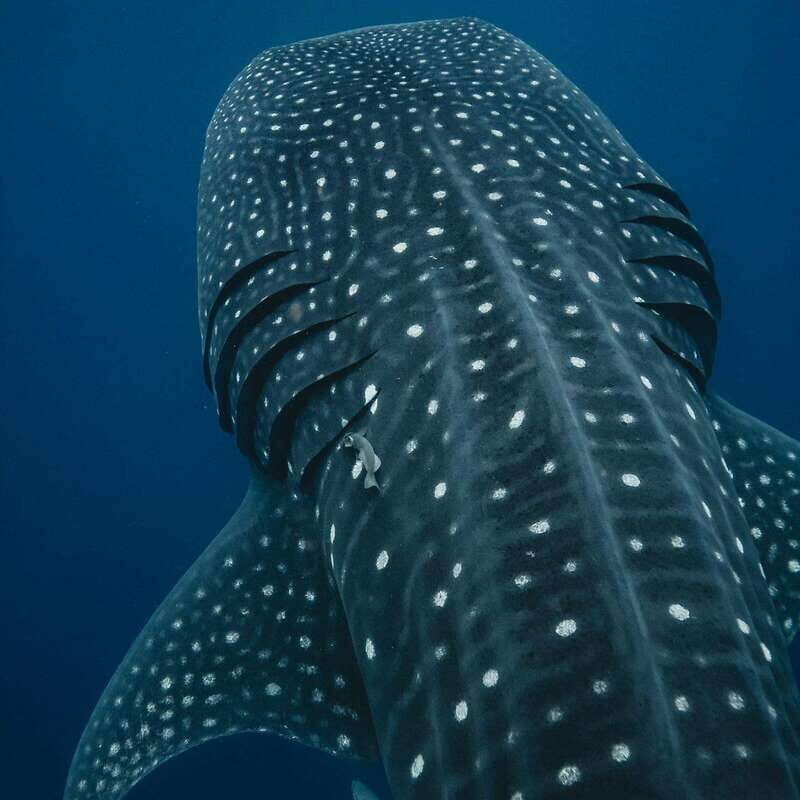 Whale Shark swimming ocean safari all included tour - Introduction: Why This Tour Stands Out