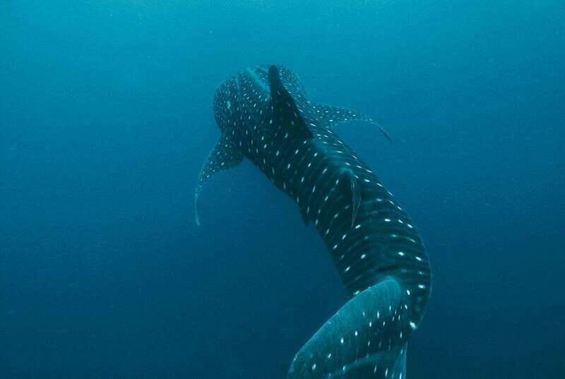 Whale Shark swimming ocean safari all included tour - A Typical Day: What You Can Expect