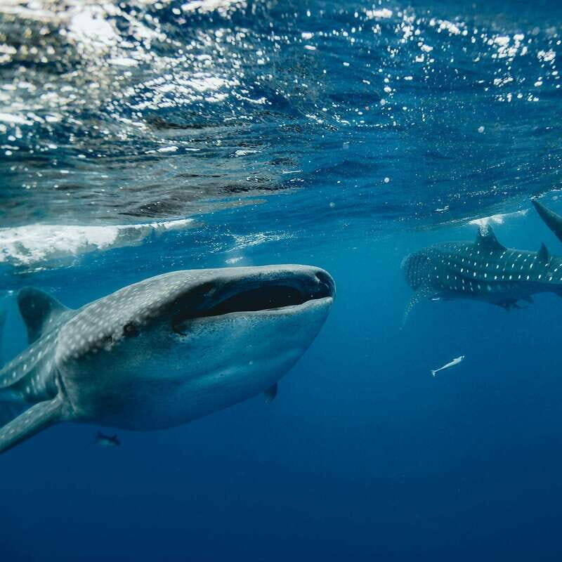 Whale Shark swimming ocean safari all included tour - What Reviewers Say