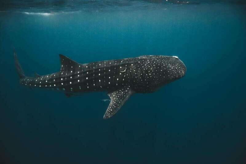 Whale Shark swimming ocean safari all included tour - Deep Dive: Why This Tour Offers Value